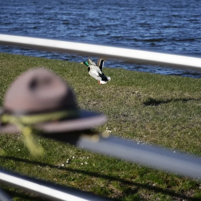 055 skautiska meskute telsiuose 2025 04 11